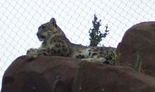 snow leopard - by Dana